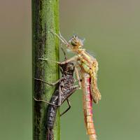 Large Red Damselfly newly emerged 